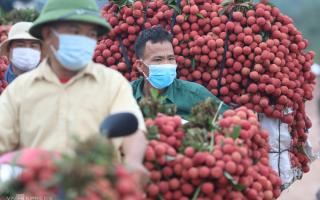 Bắc Giang đã bán hơn 100.000 tấn vải thiều