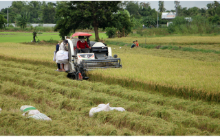 Miền Tây nguy cơ đứt gãy chuỗi cung ứng lúa gạo