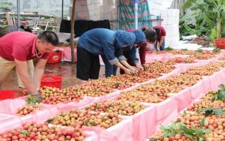 Hơn 200 thương nhân Trung Quốc đăng ký đến Bắc Giang thu mua vải thiều